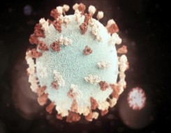 صوت الإمارات - الإعلان عن أول حالة وفاة ترتبط بتفشي جديد لفيروس "نيباه"