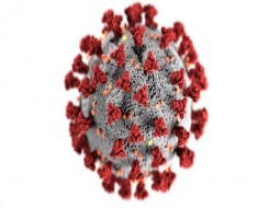  صوت الإمارات - فيروس كورونا ينتشر في الخلايا البشرية عبر البروتينات المعدنية
