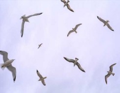  صوت الإمارات - ارتفاع منسوب المياه في أفريقيا يُهدّد طيور الفلامينغو