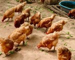  صوت الإمارات - نفوق 140 دجاجة في الهند بعد حفل زفاف