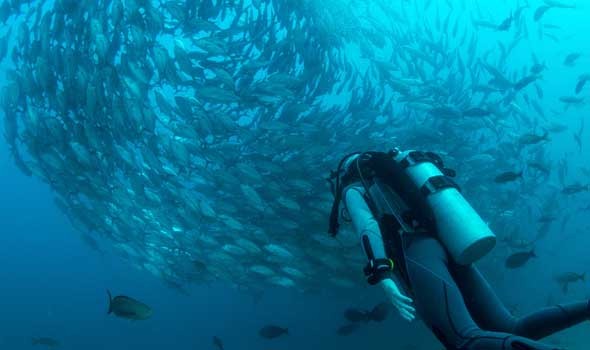  صوت الإمارات - تحولات جينية في الأسماك استجابة للموجات البحرية الحارة بسبب تغيّر المناخ