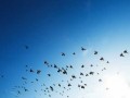  صوت الإمارات - التغيّر المناخي يُهدّد موائل الطيور المهاجرة
