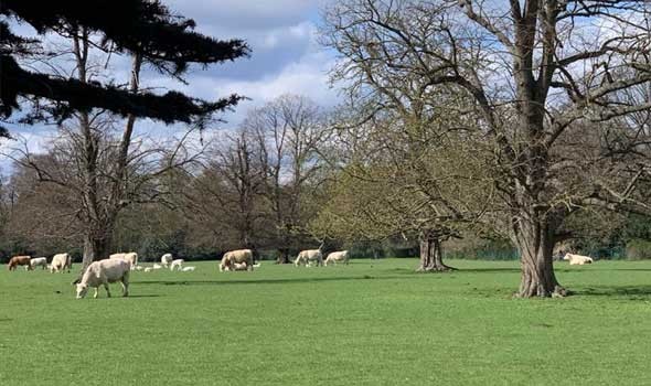 صوت الإمارات - روسيا تعلن تفشي مرض جديد بين الماشية في سيبيريا