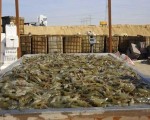  صوت الإمارات - السمك والمأكولات البحرية المحتوية على التربتوفان تساعد الإنسان على نوم جيد1284323/337