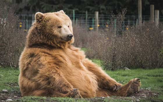  صوت الإمارات - "أوتيس" يفوز بلقب "الدب السمين" في ألاسكا
