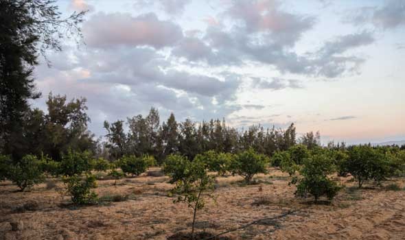  صوت الإمارات - "شجرة الياس" نضارة الطبيعة على سفح الجبل الأخضر في سلطنة عمان