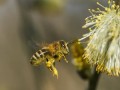  صوت الإمارات - النحل يُغري النباتات لإفراز الروائح بشحنات كهربائية