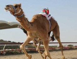  صوت الإمارات - نجاح كبير لسباق الهجن بالمملكة الأردنية الهاشمية في ميدان زايد