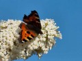  صوت الإمارات - 24 نوعاً من الفراشات قد تودع شواطئ بريطانيا قريباً