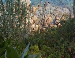  صوت الإمارات - نبات الزوفا يقي من القرحة وأمراض البرد