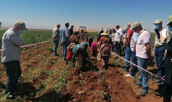 المغرب سيفقد 20 من المساحات المزروعة بسبب الجفاف