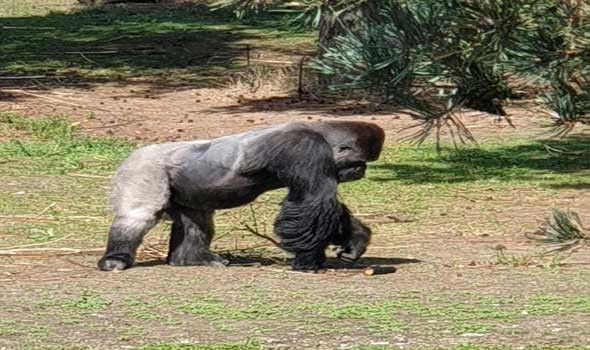  صوت الإمارات - الغوريلا "فاتو" تدخل عامها الـ69 وتواصل تصدرها كأكبر معمّرة من نوعها في العالم