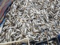  صوت الإمارات - مرض غامض يقتل 800 ألف من صغار سمك السلمون بنهر كلاماث في كاليفورنيا