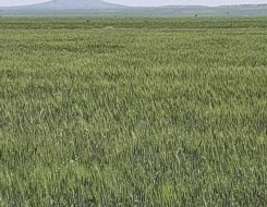  صوت الإمارات - ظاهرة النينيو تهدد غذاء ملايين البشر حول العالم