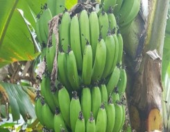  صوت الإمارات - 