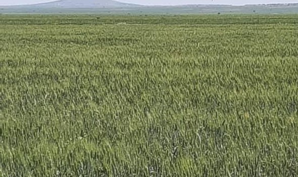  صوت الإمارات - ظاهرة النينيو تهدد غذاء ملايين البشر حول العالم