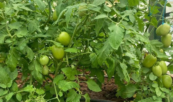  صوت الإمارات - رئيس دائرة الزراعة والثروة الحيوانية يكشف أن الإمارات تحقق إنجازات بارزة في الأمن الغذائي