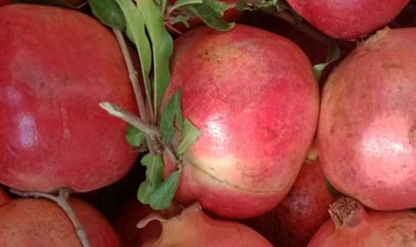  صوت الإمارات - فوائد عصير الرمان في تخفيف حرقة البول ودعم صحة المسالك البولية