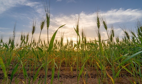 مزرعة القمح في الشارقة تستخدم الذكاء الاصطناعي في مجال الزراعة والري