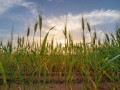  صوت الإمارات - "مزرعة القمح في الشارقة" تستخدم الذكاء الاصطناعي في مجال الزراعة والري