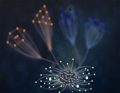  صوت الإمارات - جامعة نيويورك أبوظبي تنجز دراسة حول الذكاء الاصطناعي واكتشاف قوانين فيزياء الجزيئات