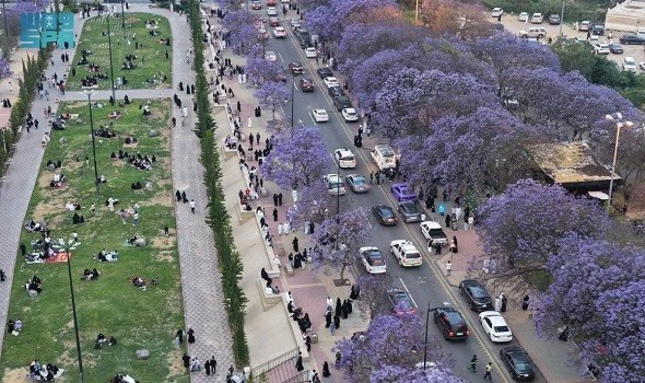  صوت الإمارات - أبها تتألق باللون البنفسجي في موسم الجاكرندا وتعزّز مكانتها كوجهة سياحية طبيعية