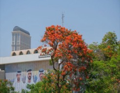  صوت الإمارات - حمدان بن محمد يوجّه بتكثيف زراعة شجرة "الشعلة" في دبي
